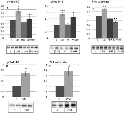 Figure 4. Sphingosine 1-phosphate and the S1P2 agonist CYM5478 induce phosphorylation of Nedd4-2 and PKA substrates in HEI-OC1 auditory cells. HEI-OC1 cells were incubated without or with 20 µM H89 for 30 min (A,C) (n = 4) and 100 nM wortmannin for 30 min (B) (n = 6) and then stimulated without or with 1 µM sphingosine 1-phosphate (SIP) for 10 min or HEI-OC1 cells were incubated with 100 µM CYM5478 for 20 min (D,E) (n = 3). Phosphorylation of Nedd4-2 (A,B,D) and PKA substrates (C,E) were analyzed by western blotting. Western blot signals were quantified and normalized to untreated control samples. Blots are representative of 3–6 independent experiments. Data are presented as means ± SEM. *p < .05, **p<.01, ***p < .001 versus control, ††p < .01, †††p < .001 versus S1P only.