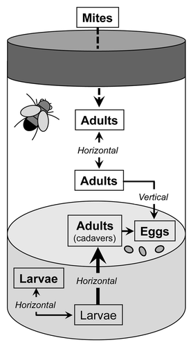 Figure 9. Hypothetical route of infection in fly culture vials. Mites may likely serve as passive carriers for microsporidial spores, thus vectoring the infestation. Indeed, since spores are not resistant to desiccation, contamination on fly sorting pads or using contaminated equipment appears less likely. The main route of infection within a culture tube is likely the oral ingestion of spores by larvae feeding on infected adult cadavers. The horizontal transfer of spores excreted by feces from adult to adult, and a vertical transmission from mother to the offspring has been described experimentally with T. kingi, a close relative of T. ratisbonensis. As bleach treatment appeared to be an effective means to cure stocks of T. ratisbonensis, vertical transmission might not occur with this species. A horizontal transmission between larvae is likely occurring.