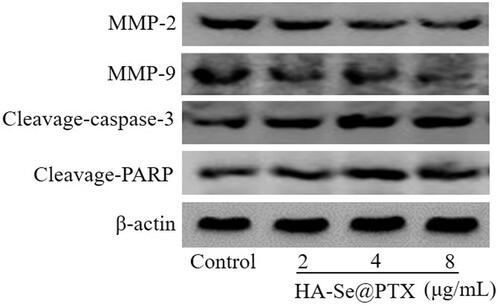 Figure 7. The protein expression of MMP-2, MMP-9, cleavage-caspase-3, and cleavage-PARP in A549 cells exposed to different concentrations of HA-Se@PTX.