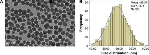 Figure 1 Characterization of SiNPs.Notes: (A) The morphology of SiNPs is characterized by TEM. Scale bar, 100 nm. (B) Size distribution histograms were obtained by ImageJ software. The average diameter was 58.4±7.4 nm.Abbreviations: SD, standard deviation; SiNPs, silica nanoparticles; TEM, transmission electron microscopy.