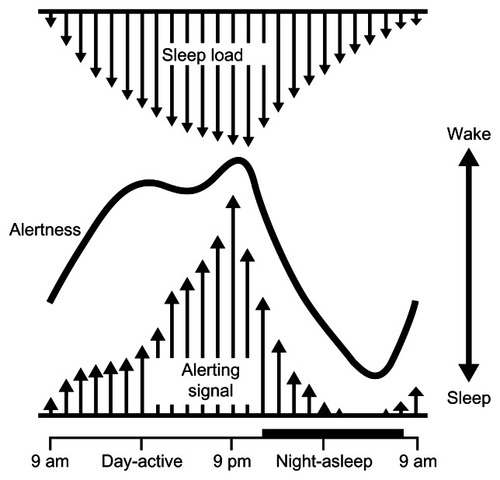 Figure 1 Homeostatic sleep propensity (sleep load) increases through the waking day and is dissipated by sleep.Reproduced from Physiology and Behaviour; 90, Beersma DGM and Gordijn MCM, Circadian Control of the Sleep-Wake Cycle 190–195, Copyright (2007), with permission from Elsevier.Citation221