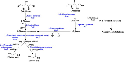 Figure 5. Biosynthetic pathways for production of ethylene glycol and glycolic acid from d- and l-arabinose [Citation13,Citation58].