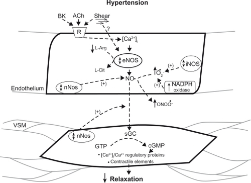 Figure 1 Factors affecting NO-mediated endothelium-dependent relaxation of coronary arteries in hypertension. Chemical and hemodynamic forces on the luminal side of the endothelium stimulate eNOS production of NO which can be scavenged by superoxide or diffuse to the vascular smooth muscle cells. At the smooth muscle, available NO activates sGC ultimately affecting Ca2+ regulatory proteins, cytosolic [Ca2+], and contractile elements, thereby causing arterial relaxation. In hypertension, NO-bioavailability and relaxation of the coronary vascular smooth muscle can be altered due to many factors as discussed in the text and indicated in the Figure by the small arrows.