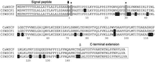 Fig. 2. Alignment of deduced amino acid sequences of CaWSCP, CfWSCP1, and CfWSCP2.Notes: The alignment was generated by ClustalX. Black and gray arrows are post-translational cleavage sites for the signal peptide and C-terminal extension peptide, respectively. In mature regions, the amino acid residues highlighted by black background are different between CaWSCP and CfWSCPs. Asterisks indicate the cysteine residues that are essential for the Chl-binding ability of CaWSCP.