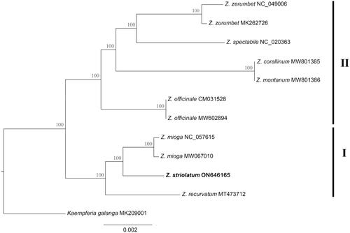 Figure 3. Phylogenetic tree of Zingiber inferred using maximum likelihood (ML) based on the complete chloroplast genome sequences. GenBank accession numbers: Z. striolatum (ON646165), Z. recurvatum (MT473712), Z. mioga (NC_057615), Z. officinale (MW602894), Z. montanum (MW801386), Z. corallinum (MW801385), Z. spectabile (NC_020363), Z. zerumbet (MK262726), and Kaempferia gaalanga (MK209001).