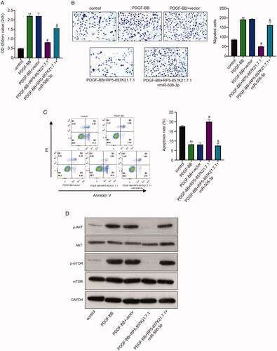 Figure 4. The RP5-857K21.7 regulates the PI3K/AKT/mTOR pathway by sponging miR-508-3p in ASMCs cells (A) and (B) CCK-8 and transwell assay shows that the overexpression of RP5-857K21.7 markedly reduced the proliferation and migration of the PDGF-BB-induced ASMCs compared to the empty vector while the co-transfection of miR-508-3p mimics significantly restored the cell proliferation and migration. (C) Flow cytometry detection of apoptosis rate of PDGF-BB-induced ASMCs showed that overexpressing RP5-857K21.7 significantly increased the rate of apoptosis in the cell which was then reduced after co-transfection with miR-508-3p mimics. (D) Western blot analysis revealed that the PI3K and p-mTOR protein expression level markedly increased in the ASMCs after PDGF-BB induction compared to the control group while that of AKT and mTOR protein remain unchanged. Data are presented as the mean ± SD of at least three independent experiments with a significance level of p < .05.