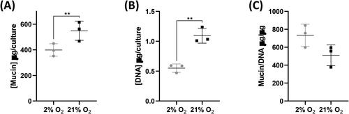 Figure 7. Normalized mucin production is greater in 2% O2 cells. (A) Total mucin content of apical washes of cultures at day 21 of differentiation. (B) Total DNA content of cultures at day 21 of differentiation. (C) Apical wash mucin content normalized to DNA content (μg/μg). Data are mean ± standard deviation, n = 3 technical replicates, **p ≤ 0.01.