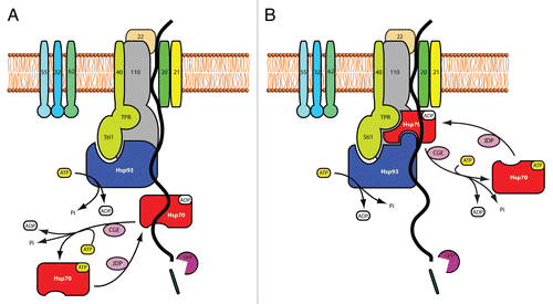 Figure 1 Concurrent with or after translocating across outer envelope membrane, the precursor protein is engaged in the Tic transport channel. While the precursor is in the channel, it interacts with a stromal motor complex that is minimally composed of Tic110, Tic40, Hsp93 and Hsp70. The motor pulls the precursor into stromal at expense of AT P hydrolysis. The two AT Pases, Hsp93 and Hsp70, may cooperate in two different modes: (A) sequentially and independently or (B) simultaneously and synergistically (refer to text for details). Hsp70 associates with and dissociates from the motor complex under regulation of its two co-chaperones, CGE and JDP, to complete an AT P hydrolysis cycle. The transit peptide of the importing precursor is removed by the stromal processing peptidase (SPP).