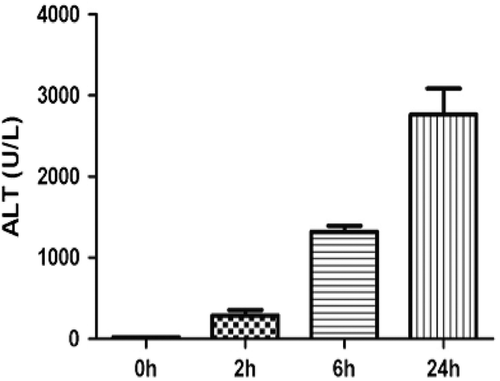 Figure 1.  Liver injury during APAP-induced liver toxicity. Balb/c mice were given saline or APAP (300 mg/kg) once by IP injection. At 0, 2, 6, and 24 h post-injection, mice were euthanized, blood was collected, and serum levels of ALT then measured. Results shown are the mean (± SE) of four mice.