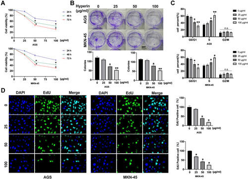 Figure 1 Hyperin inhibits proliferation in gastric cancer cells. (A) The cell viability was measured with the CCK8 assay. n=10, *P<0.05. (B) The number of cell clones was counted under the microscope, and six separate experiments were performed for average. *P<0.05, **P<0.01. (C) The percentage of cells in G1, S and G2/M phases of the cell cycle is indicated. n=5, *P<0.05, **P<0.01. (D) Cell proliferation capacity was monitored by the EdU assay. n=6, *P<0.05.