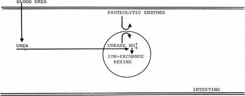 Figure 60. Schematic representation of the action of urease-loaded artificial cells in the gastrointestinal tract.