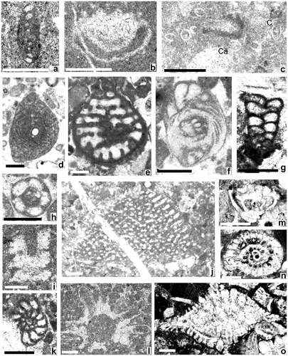 Figure 28(A). Micopalaeontological evidence. Mesozoic microfossils (benthic foraminifers, calpionellids and algae) (a) Agerina martana (Farinacci), sample 52; (b) Involutina liassica (Jones), sample 52; (a–b) Şahvalet area; Early Jurassic; (c) Calpionella alpina Lorenz (Ca), Crassicollaria sp. (C), sample 125; (d) ‘Tubiphytes’ morronensis Crescenti, sample 184; (a–d) Karadağ area; Late Tithonian; (e) Labyrinthina mirabilis Weynschenk, sample 194; (f) Protopeneroplis striata Weynschenk, sample 193, Erzincan area, block in melange; Late Jurassic (Late Oxfordian–Early Kimmeridgian). (g) Verneuilina sp., sample 26, Karadağ Massif, Late Tithonian; (h) Salpingoporella cf. S. muehlbergii (Lorenz), sample 19, Kırdağ area; Barremian; (i) Salpingoporella annulata Carozzi, sample 69, Horasan area; Early Cretaceous; (j) Palorbitolina lenticularis (Blumenbach), sample 84, Kırdağ area, late Barremian–early Aptian; (k) Mayncina bulgarica Laug et al., sample 76, Kırdağ area; Early Cretaceous; (l) Actinoporella podolica (Alth), sample 69, Horasan area; Early Cretaceous; (m) Smoutina cruysi Drooger, (n) Sirtina orbitoidiformis Brönnimann & Wirz, (o) Pseudosiderolites vidali (Douville), sample 116, Late Maastrichtian, (m–o), Şahvalet area; near Aziziye; Scale bars: .2 mm.