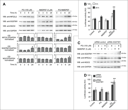 Figure 9. PQ and NMDPF cotreatment, but not PQ alone, stimulate NFE2L2 activity independently from SQSTM1. (A) WB analysis of NFE2L2, SQSTM1 and NQO2 protein levels treated with PQ (100 μM), NMDPEF (5 μM) or PQ (100 μM) + NMDPEF (5 μM) for the indicated times. Graphs show the OD analysis (ratio to GAPDH, normalized to vehicle-treated controls) as means +/− SEM of n = 3 blots from 3 independent experiments. Statistical analysis: one-way ANOVA followed by Dunnett post-test; 5 groups, n = 3 - 6 OD values in each group; *P < 0.05, **P < 0.01. (B) NFE2L2 activity is activated by PQ plus NMDPEF. U373 cells were transfected with ARE-Firefly and Renilla luciferase reporter plasmids and 2 days later treated with 100 μM PQ or/and 5 μM NMDPEF for 6 or 24 h. The ratio of Firefly to Renilla luciferase activity was determined twice in triplicates. The graph shows means +/− SEM of a representative experiment out of 3 independent experiments that yielded similar results. Statistical analysis: one-way ANOVA followed by Dunnett post-test; n = 6 determinations in each group, 5 groups; *P < 0.05, **P < 0.01. (C) U373 cells were transfected with a control siRNA or a SQSTM1-specific siRNA, treated as indicated and analyzed by WB for the expression of SQSTM1, NFE2L2 and NQO2. GAPDH was used as loading control. (D) U373 cells were transfected with reporter plasmids as described in (B) together with 1 μg of control siRNA or SQSTM1-targeting siRNA. The cells were then treated as indicated for 24 h and subsequently assayed for luciferase activity as described in (B). Statistical analysis: one-way ANOVA followed by Bonferroni post-test; *P < 0.05, **P < 0.01, when compared to control cells; #P < 0.05, when compared to matched group expressing control siRNA. Note that NFE2L2-dependent luciferase activity is not suppressed by SQSTM1 silencing.