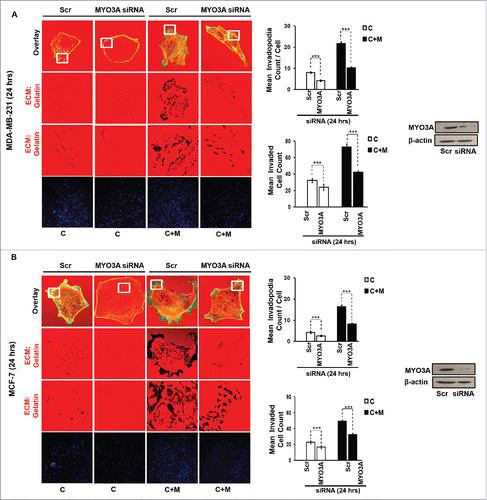 Figure 7. MYO3A serves as a key cancer cell intrinsic effector for macrophage-assisted cancer cell invasion via MIP-1β. TAMs-assisted cancer cell invasion via MIP-1β is dependent on upregulation of MYO3A gene within cancer cells. (A and B) Macrophage-induced matrix protrusion and invasion by cancer cells was abrogated upon siRNA-mediated silencing of MYO3A gene compare to scrambled in both C (mon-oculture cancer cells) and C + M (cancer cells co-cultured with macrophages). Bars represent mean invadopodia count/cell from 10 fields per experiment and mean invasive cell count ±SE (*p < 0.05.). All the experiments were done in triplicates and repeated at least thrice. Abbreviations—C: Respective cancer cells; C+M: Respective cancer cells co-cultured withmacrophages.