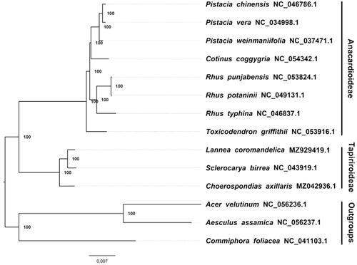 Figure 1. The maximum likelihood phylogeny recovered from 14 complete plastome sequences using RAxML. Accession numbers: Grielum grandiflorum (GenBank accession number, MZ929419, this study), Acer velutinum NC 056236 1, Aesculus assamica NC 056237 1, Choerospondias axillaris MZ042936 1, Commiphora foliacea NC 041103 1, Cotinus coggygria NC 054342 1, Pistacia chinensis NC 046786 1, Pistacia vera NC 034998 1, Pistacia weinmaniifolia NC 037471 1, Rhus punjabensis NC 053824 1, Rhus potaninii NC 049131 1, Rhus typhina NC 046837 1, Sclerocarya birrea NC 043919 1, Toxicodendron griffithii NC 053916 1.