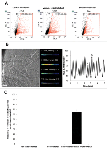 Figure 4. Flow cytometry analysis of beating cardiac-muscle tissue sheets. (A) Flow cytometry analysis of harvested cardiac-muscle tissue sheets showed that the sheets contain 38.88 ± 6.64% cTnT-positive cells (left panel); 22.19 ± 6.36% CD31-positive cells (middle panel); and 29.58 ± 6.11% SMA-positive cells (right panel). (B) Intercellular Ca2+ imaging of cardiac-muscle tissue sheets. Phase contrast image of cardiac muscle cells loaded with Flou-3 (white dashed area). Images were obtained every 150 msec (left panel). Bar =100 µm. Fluo-3 image at 4 points (I, II, III, IV) showing time course of Fluo-3 intensity change (middle and left panel). (C) High rate of formation of the beating cardiac-muscle tissue sheets from HAP stem cells. Hair follicles were cultured in medium supplemented with isoproterenol, activin A, BMP4 and bFGF, where cardiac-muscle tissue sheets formed at 65.0 ± 5.77%. No cardiac tissue sheets formed in non-supplemented medium or medium supplemented with isoproterenol alone.