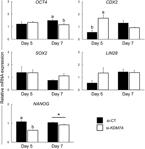 Figure 6. Relative mRNA expression of genes involved on the regulation of cell pluripotency on day 5 and 7 PA embryos injected with si-CT (black bars) or si-KDM7A (white bars). Results are presented as means ± SEM, and P < 0.05 was considered statistically significant. Different letters indicate statistical significance between groups on the same day. * indicates p = 0.0592 value. Three independent replicates were performed and pools of 10–15 embryos per group from each replicate were used for mRNA extraction.