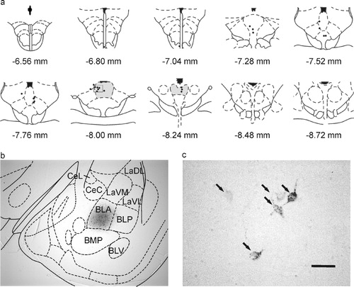 Figure 2 Labeling of dorsal raphe neurons following injection of the retrograde tracer FluoroGold into the anterior part of the rat basolateral amygdala. (a) illustration of the distribution of retrogradely labeled cells within the dorsal raphe nucleus (coronal sections). Box in -8.00 mm illustration indicates the region illustrated at higher magnification in the photograph in (c). (b) photomicrograph illustrating the injection site restricted to the anterior part of the basolateral amygdaloid nucleus (-3.30 mm Bregma). (c) photomicrograph illustrating dorsal raphe neurons retrogradely labeled with FluoroGold. Retrogradely labeled dorsal raphe neurons were concentrated in the dorsal part of the mid-rostrocaudal dorsal raphe nucleus [gray shading in panel (a), levels -8.00 and -8.24 mm]. Numbers below illustrations in panel (a) indicate stereotaxic coordinates with reference to Bregma. Arrows in (c) indicate FluoroGold labeled neurons in the dorsal raphe nucleus. Abbreviations: BLA, basolateral amygdaloid nucleus, anterior part; BLP, basolateral amygdaloid nucleus, posterior part; BLV, basolateral amygdaloid nucleus, ventral part; BMP, basomedial amygdaloid nucleus, posterior part; CeC, central amygdaloid nucleus, capsular part; CeL, central amygdaloid nucleus, lateral division; LaDL, lateral amygdaloid nucleus, dorsolateral part; LaVL, lateral amygdaloid nucleus, ventrolateral part; LaVM, lateral amygdaloid nucleus, ventromedial part. Scale bar, (a) 873 μm, (b) 800 μm, (c) 50 μm.