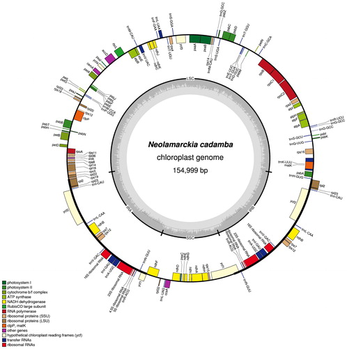 Figure 1. Chloroplast genome of N. cadamba. Note: Genes inside the circle are transcribed clockwise; genes outside are transcribed counter-clockwise. The dark grey inner circle corresponds to the GC content; the light-grey to the AT content.