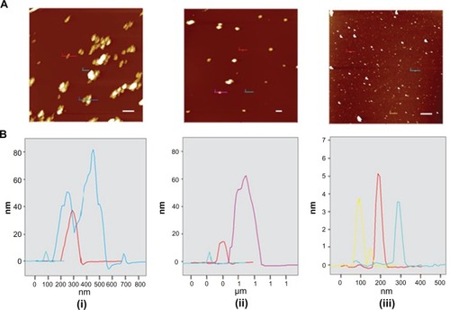 Figure 7 (A) Intermittent contact mode atomic force microscopy topographic images of nanodiamond samples and (B) line-scan profiles of the particles indicated in each image. From left to right: (i) pristine carboxylated, (ii) reoxidized, and (iii) lysine-functionalized nanodiamonds.Note: The bar (solid white line) represents 500 nm.