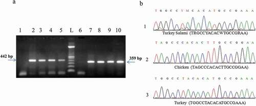 Figure 5. (a) PCR product generated by D-loop and cytochromeb primers amplification of DNA extracted from brand 2 of turkey salami using 50 mg as an amount of starting material: P1→P5: D-loop primers. P6→P10: Cytochrome b primers. L:100 bp DNA ladder (Catalog Number:15628019; ThermoFisher Scientific). P1: negative control of D-loop primers. P6: negative control of cytochrome b primers, P2 and P7: NaOH extraction protocol (Protocol 1), P3 and P8: Phenol Chloroform Isoamyl alcohol extraction protocol1 (using 3.5 ml of the acqueous phase) (Protocol 2), P4 and P9: Phenol Chloroform Isoamyl alcohol extraction protocol1 (using the rest of the acqueous phase) (Protocol 3), P5 and P10: DNeasy blood and tissue kit (Protocol 6). (b) Turkey salami heteroplasmy exploration, cytochrome b sequence validation: turkey salami, chicken reference and turkey reference.1Phenol Chloroform Isoamyl alcohol protocol corresponding to Bardakci and Skibinski protocol with homogenization by a ball mill (vibro mill MM 400).