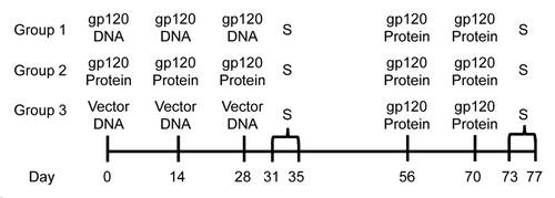 Figure 1. Experimental design for testing DNA vs. protein priming. C57BL/6 mice were primed i.m. with either gp120-encoding DNA, gp120 protein, or empty vector, 3 times, 2 wk apart. Some mice were sacrificed (S) 3 and 7 d after final priming injections. The remaining mice were rested for 4 wk, then all groups were given 2 booster injections of gp120 protein, 2 wk apart. Mice were then sacrificed 3 and 7 d after the final boosters.