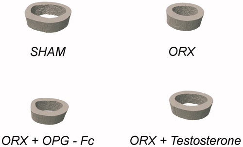 Figure 6. Representative images of bone cortical microarchitecture in femur sections in groups obtained by computed microtomography. Three-month-old male Wistar rats: sham-operated rats (SHAM) and orchidectomized rats (ORX) as baseline and castrated rats treated with 10 mg/kg/twice a week of OPG–Fc (ORX + OPG–Fc) or testosterone cypionate (1.7 mg/kg/once a week) (ORX + testosterone).