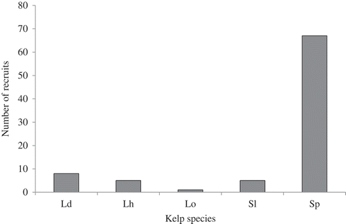 Fig. 2. Species composition of the 86 kelp recruits observed over the 30 sampled substrata; Ld = Laminaria digitata, Lh = Laminaria hyperborea, Lo = Laminaria ochroleuca, Sl = Saccharina latissima, Sp = Saccorhiza polyschides.