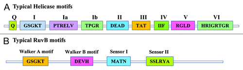 Figure 2. Comparison of conserved motifs of a typical helicase and RuvB from P. falciparum. (A) Schematics of a typical P. falciparum helicase conserved motifs vs. typical PfRuvB was prepared manually on the basis of different reports 1. P. falciparum helicases contain 7–9 conserved motifs and their conserved amino acid sequences are written in the respective boxes. (B) The basic architecture of PfRuvBs was prepared on the basis of reported conserved motifs in E. coli, yeast and human RuvBs having only Walker A (GSGKT), Walker B (DEAH/DEVH), sensor I and sensor II motifs.