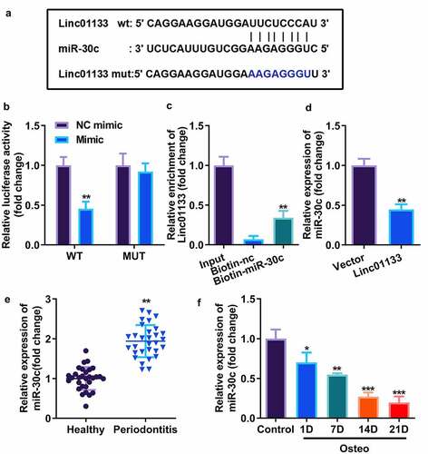 Figure 3. Linc01133 targeted miR-30c and repressed its expression. (a)Predicted binding sites of miR-30c in the 3’-UTR of wt Linc01133 (b) Luciferase activity of hPDLSCs transfected with miR-30c mimic in the wt Linc01133 as well as mut Linc01133 groups. (c) Lysates from hPDLSCs with miR-30c overexpression were subject to biotinylated miR-30c pull-down assay, and the expression levels of Linc01133 were detected by qRT-PCR. (d) miR-30c expression in hPDLSCs transfected with overexpressed Linc01133 vector. (e) qRT-PCR was used to evaluate the expression level of miR-30c in PDL tissues derived from periodontitis patients with periodontitis as well as healthy controls. (f) qRT-PCR was used to detect the expression level of miR-30c in hPDLSCs derived from patients with periodontitis patients before and after osteogenesis induction. *p < 0.05, **p < 0.01, ***p < 0.001. vs. nc mimic, biotin-nc, vector, healthy and control group. qRT-PCR, quantitative reverse-transcription polymerase chain reaction; hPDLSC, human periodontal ligament stem cells; PDL, periodontal ligament.