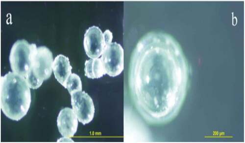 Figure 1. SEM of multi-layered microencapsulation structure of antioxidants (AOX) and wall material (WM).