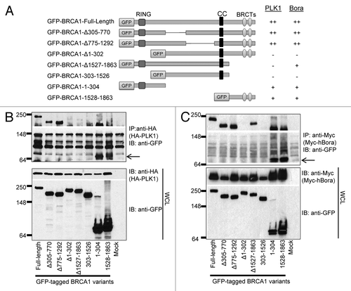 Figure 2. PLK1 interacts with both the RING domain and the BRCT domain of BRCA1, while hBora primarily binds the RING domain of BRCA1. (A) Diagram of the domain structure of BRCA1 and the summary of the domain mapping. (B) HA-PLK1 and GFP-tagged full-length BRCA1 or different variants were co-transfected into 293T cells. Cell lysates were used for IP with anti-HA antibody. IB antibodies are indicated on the right. (C) Myc-hBora and GFP-tagged full-length BRCA1 or different variants were co-transfected into 293T cells. Cell lysates were used for IP with anti-Myc antibody. IB antibodies are indicated on the right. WCL, whole-cell lysate.