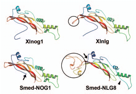 Figure 2 Comparison of the predicted protein structures of noggin and noggin-like proteins. Homology-based protein structures of Xenopus noggin1 (Xlnog1), planarian NOGGIN1 (Smed-NOG1), Xenopus noggin-like (Xlnlg) and planarian NOGGIN-LIKE 8 (Smed-NLG8) constructed by the Swissmodel programCitation17 and further modified using PyMOL software (DeLano Scientific LLC, pymol.sourceforge.net/) are shown. The structure of planarian NOGGIN shows a high degree of similarity to the Xenopus noggin1 homolog, although its BMP-binding domain is shorter (arrow). With the exception of the insertion (black circles), the predicted structures of the noggin-like homologs resemble those of noggins. Although the length of the amino-acid insertion varies between species,Citation4 its presence could probably modify the binding capacities of noggin-like homologs. Note that a helix is absent in Smed-NLG8 (arrowhead). Accession numbers: AAT91717, ABV04323, NP_001089147, ACO06233.
