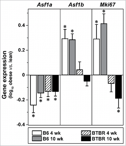 Figure 1. Expression of Asf1b, but not Asf1a, strongly correlates with Mki67 in mouse islets. Obesity-dependent changes in the expression of Asf1a, Asf1b, and Mki67 in islets from B6 or BTBR mice at 4 or 10 weeks of age (male, N = 5 each). Gene expression values are log10-transformed ratios of individual measurements vs. a strain-specific reference pool.Citation36 *, P ≤ 0.05 for obese (Leptinob/ob) vs. lean.