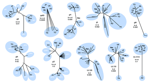 Figure 1. Phylogenetic analysis and consensus engineering of CMV immunogens. Phylogenetic trees of selected CMV immunogens are shown. The significance of the unrooted phylogenetic trees was verified by bootstrap analysis and significant support values (≥ 80%; 1,000 bootstrap replicates) are indicated by asterisks at major nodes. Previously reported genotypes are illustrated (white) and reference strains are indicated; AD - AD169, DV - Davis, JH - JHC, JP - JP, ML - Merlin, TO - Toledo, TN - Towne, VR - VR1814. CMV vaccine immunogens as derived by alignment of clinical strain sequence data are displayed (Vac) and scale bars signify distance of amino acids per site.