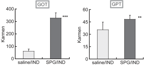 Figure 2.  GOT and GPT levels in sera from SPG/IND-treated C3H/HeJ mice. Eight-week-old C3H/HeJ mice (saline/IND, n = 4; SPG/IND, n = 3) were administered SPG (100 μg/mouse) or saline IP on Day -5, -3, and -1, and indomethacin (IND, 5 mg/kg) per os from Day 0 to 7. Sera were prepared on Day 5 and 7. GOT and GPT levels were measured with kits using sera obtained on Day 7 (serum of one mouse in saline/IND group could not be obtained, thus used serum on Day 5). Results shown are the mean (± S.D) Karmen activity levels; a karmen unit is a formerly-used expression of aminotransferase activity (based on a 0.001 change in absorbance of NADH/min). Significance (**p < 0.05, ***p < 0.01), was evaluated using a student’s t-test.