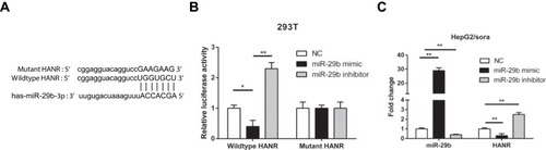 Figure 4 HANR inhibits miR-29b expression by direct interaction. (A) Bioinformatic prediction of binding site of miR-29b by HANR. (B) Luciferase reporter assay shows miR-29b bind to wildtype HANR, not mutant HANR in 293T cells. (C) RT-qPCR shows the expression levels of miR-29b and HANR in HepG2/sora cells transfected with NC, miR-29b mimics or miR-29b inhibitor. The data were presented as mean ± SD (*P < 0.05, **p < 0.01).