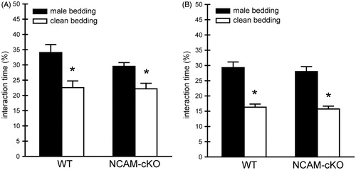 Figure 2. Intact olfaction. (A) Experiment 1. Animals of both genotypes were tested for olfaction under basal conditions. All mice preferred the soiled, male bedding over the clean bedding. No genotype differences were detected in the interaction pattern. (B) Experiment 2. All animals showed a significantly higher percentage of interaction time with the male bedding in comparison to the clean bedding. No genotype differences were observed. *p < 0.01 versus clean bedding.