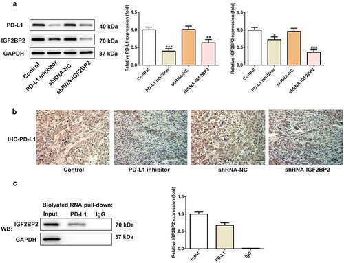 Figure 5. The relationship between IGF2BP2 and PD-L1. (a) the protein expression of PD-L1 and IGF2BP2 in tumor tissues of nude mice in different groups. (b) the immumohistochemical staining for PD-L1 in tumor tissues of nude mice in different groups (scale bar, 40 μm). (c) RNA pull-down assay was utilized to detect the interaction between IGF2BP2 and PD-L1 RNA. *P < 0.05 and ***P < 0.001 vs control; ##P < 0.01 vs shRNA-NC