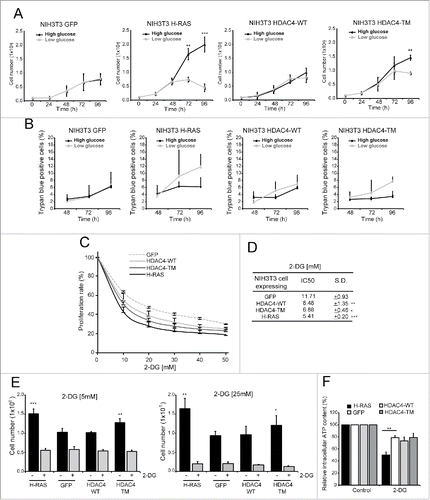Figure 2. Glycolysis inhibition differentially impacts HDAC4/TM and RAS-transformed cells. (A) Differential sensibility to glucose shortage of the 4 cell lines. 1 × 105 cells/plate were seeded and after 24 h the cells were maintained in DMEM containing 25 mM glucose or shifted to DMEM containing 5,56 mM glucose for 72 h and counted every 24 h; n = 3 ± SD. (B) Analysis of cell death at the indicated times in the 4 cell lines. 1 × 105 cells/plate were seeded and after 24 h the cells were maintained in DMEM containing 25 mM glucose or shifted to DMEM containing 5,56 mM glucose for 72 h. n = 3 ± SD. (C) Resazurin assay of the cell lines treated with different 2-DG concentrations for 48 h; n = 3 ± SD. (D) 2-DG IC50 for each cell line calculated as described in Materials and Methods. (E) Cell count after 48 h treatment with 2-DG at 5 mM (left) and 25 mM (right); n = 3 ± SD. (F) Intracellular ATP content of the 4 cell lines treated for 1 h with 2-DG 25 mM; n = 3 ± SD. *= p < 0.05; **= p < 0.01; ***= p < 0.001 t-test statistics.