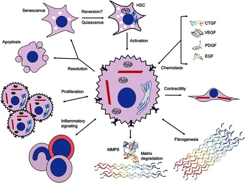 Figure 2 Extracellular signaling mechanisms initiated by and contributing to hepatic stellate cell activation. Activation of HSCs and initiation of fibrogenic, contractile, proliferative and chemotactile processes facilitate perpetuation of fibrogenesis. Chemotaxis through synthesis and secretion of various growth factors, such as CTGF (SWISS-MODEL accession P29279), VEGF (PDB ID 1TZH),Citation226 PDGF (PDB ID 4QCI)Citation227 and EGF (PDB ID 2KV4),Citation228 promote proliferation, secretion of ECM components and maintenance of a profibrotic milieu via juxtacrine, paracrine and autocrine interactions. Upregulation of fibrogenic genes, including αSMA (red chains) to enable contractility and collagen III (PDB ID 6A0A),Citation229 leads to expansion of ECM and fibrotic septa, and integrin-dependent matricrine interactions facilitate perpetuation of the activated state. Dysregulation of matrix degradation through differential expression of various MMPs, including MMP9 (PDB ID 1L6J),Citation230 enables accumulation of ECM components and sustenance of a profibrotic microenvironment. Inflammatory signaling recruits various WBCs and macrophages with profibrotic downstream effectors through Th1 and Th17 juxtacrine and paracrine signaling. Activated HSCs proliferate via TGF-β-, Ras- and Hedgehog-dependent pathways. Resolution of HSC activation proceeds via apoptosis, senescence or reversal to a quiescent state; it is unclear whether reversal to the deactivated state fully occurs. Crystal structures rendered with NGL Viewer.Citation231