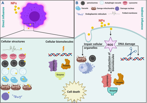 Figure 8 The killing strategies of NPs against living cells. (A) illustrating the direct influence of NPs, in which NPs interact directly with cellular structures and biomolecules led to cell death. (B) illustrating the indirect influence of NPs, in which NPs inducing the generation of reactive oxygen species (ROS) led to cell death.