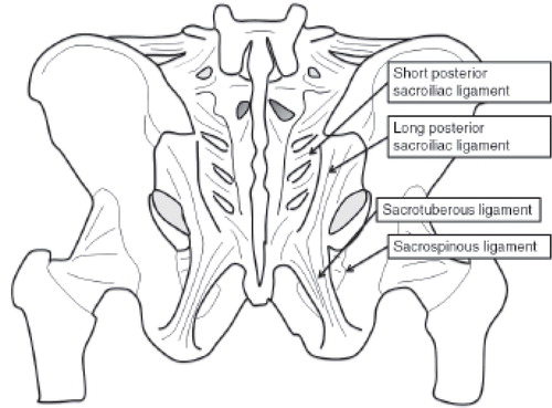 Figure 4. Anatomy – dorsal view.