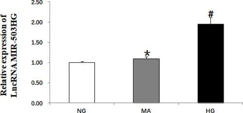 Figure 1 High glucose induced increased expression of lncRNA MIR503HG in HK-2 cells (real-time quantitative PCR). Data from at least three separate experiments are shown. *P>0.05 vs NG, #P<0.05 vs NG.