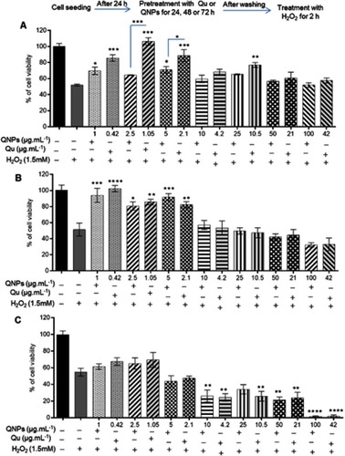 Figure 8 The antitoxic effects of Qu and QNPs against H2O2 on the PC12 cell viability. (A) The effect of 24 h pre-incubation with QNPs or Qu before H2O2 treatment on PC12 cells viability; the low doses of QNPs or Qu significantly improved the cell viability. (B) The effect of 48 h pre-incubation with QNPs or Qu; the low doses of QNPs or Qu significantly increased the cell viability. (C) The effect of 72 h pre-incubation with QNPs or Qu; there is no significant protective effect against H2O2 (n=9, mean ± SEM). *p<0.05, **p<0.01, ***p<0.001, and ****p<0.0001.