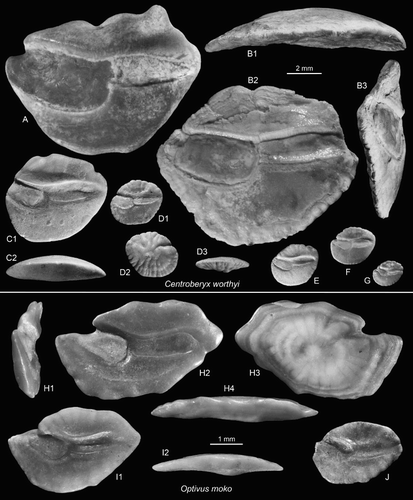 Figure 7. Beryciform otoliths. A–G, Centroberyx worthyi n.sp., B = holotype (reversed), NMNZ S.46920, Grindstone Creek, D46/f0054, Duntroonian (B1 = ventral view, B3 = anterior view); A, C–G = paratypes (A, D–G reversed), OU22811, Cosy Dell, F45/f0396, Duntroonian (C2 = ventral view, D2 = outer face, D3 = ventral view). H–J, Optivus moko n.sp., Cosy Dell, F45/f0396, Duntroonian, H = holotype, OU22812 (H1 = anterior view, H3 = outer face, H4 = ventral view); I,J = paratypes (J reversed), OU22813 (I2 = ventral view).