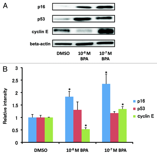 Figure 5. Modulation of the protein expression of p16, p53 and cyclin E in HEMC by BPA exposure. (A) Cells were treated with 10−8 M or 10−7 M BPA at passage 8 (7 d period) and protein expression of p16, p53 and cyclin E was measured at passage 11. (B) The cellular protein levels were calculated using ImageJ densitometry software and are expressed as the mean ± SD relative to DMSO control after normalizing the bands to β-actin. *p < 0.05 vs. the DMSO control.