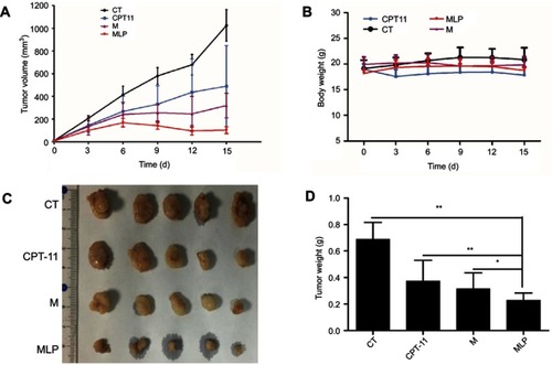 Figure 7 Anti-tumor effect on HT-29 tumor-bearing mice treated with moeixitecan-loaded liposomal nanoparticles (MLP). (A) Tumor volume changes as a function of time after intravenous injection of CPT-11, moeixitecan (M), and MLP. (B) Body weight profile of tumor-bearing mice after treatment. (C) Typical excised tumors at the time of sacrifice. (D) Statistical results for tumor weight.