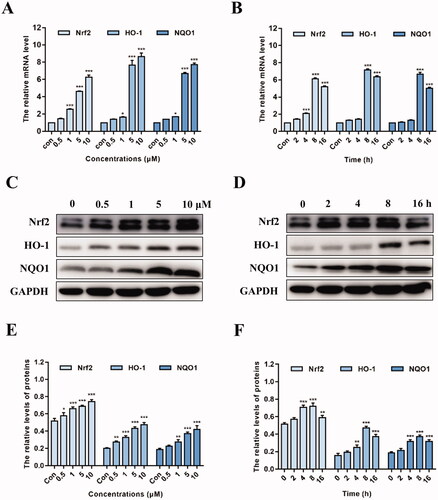 Figure 7. Nrf2 activation effect of K22 on H9c2 cells. (A) Cells were treated with K22 at various concentrations for 12 h. (B) Cells were exposed to K22 (10 μM) at various time points. qRT-PCR assay was applied to analyse the mRNA levels of Nrf2 and Nrf2-targeted gene. GAPDH was used to normalise the expression of these genes with DMSO-treatment group used as the blank control. (C) Cells were treated with K22 at various concentrations for 12 h. (D) Cells were exposed to K22 (10 μM) at various time points. Western blot assay was applied to determine the protein levels of Nrf2 and Nrf2-regulated proteins. (E&F) Statistics of the protein expression levels of Nrf2, HO-1 and NQO1. GAPDH was used as the internal control. Data are presented as mean ± SEM. *P < 0.05, **P < 0.01, ***P < 0.001 vs. Control group.