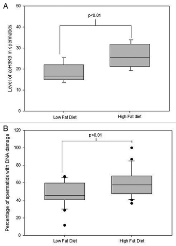 Figure 3. The effect of diet induced obesity in C57BL6 mice on Acetylation and DNA damage levels in spermatids during protanimation. Data taken from.Citation35 Data was analyzed through a univariate general linear model with replicate fitted as a covariate and mouse ID as a random factor. Correlation data was determined by a Pearson’s Rho. (A) The effect of diet induced obesity in mice on acetylation levels of H3K9 in elongating spermatids representative of > 120 spermatids from at least 5 mice per treatment group. (B) The effect of diet induced obesity in mice on DNA damage levels in elongating spermatids representative of > 4000 spermatids from at least 5 mice per treatment group. There was a negative correlation found between acetylation levels of H3K9 and DNA damage levels in round spermatids R2 = 0.60, p = 0.023 n = 8 animals.